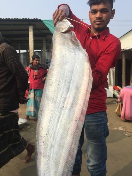 নদীর বোয়াল মাছ