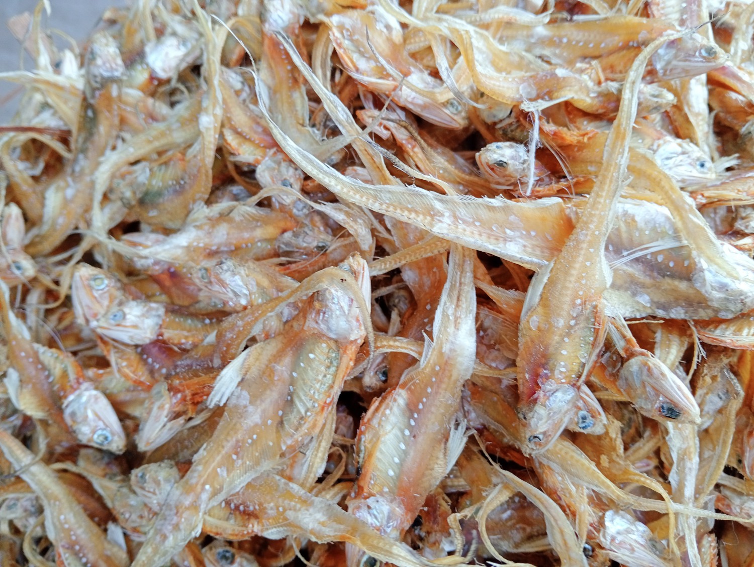 মলা শুটকি