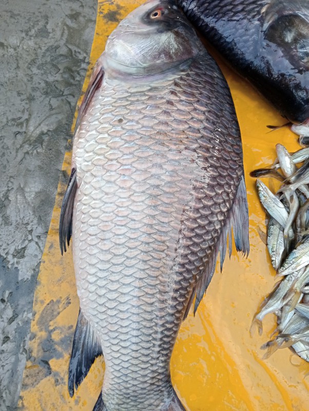 নদীর কাতলা মাছ