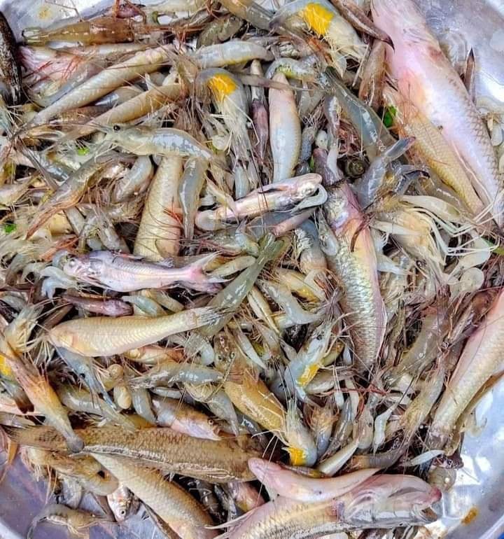 চিংড়ি বেলে মিক্সার