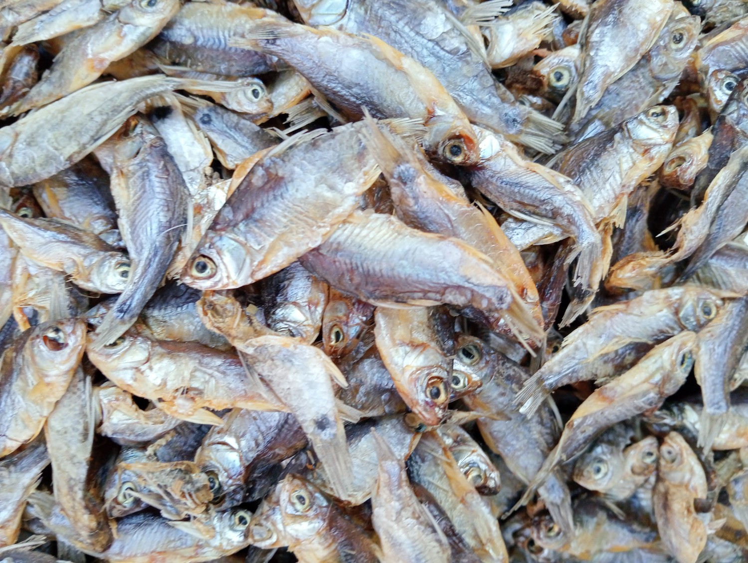 পুটির শুটকি