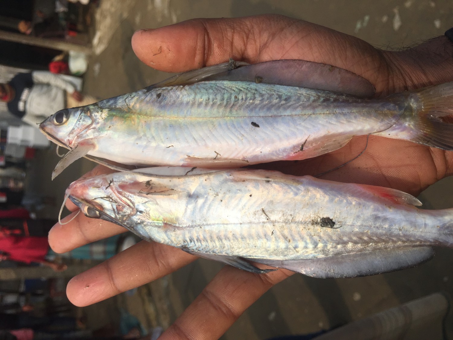 গোলসা মাছ বড়