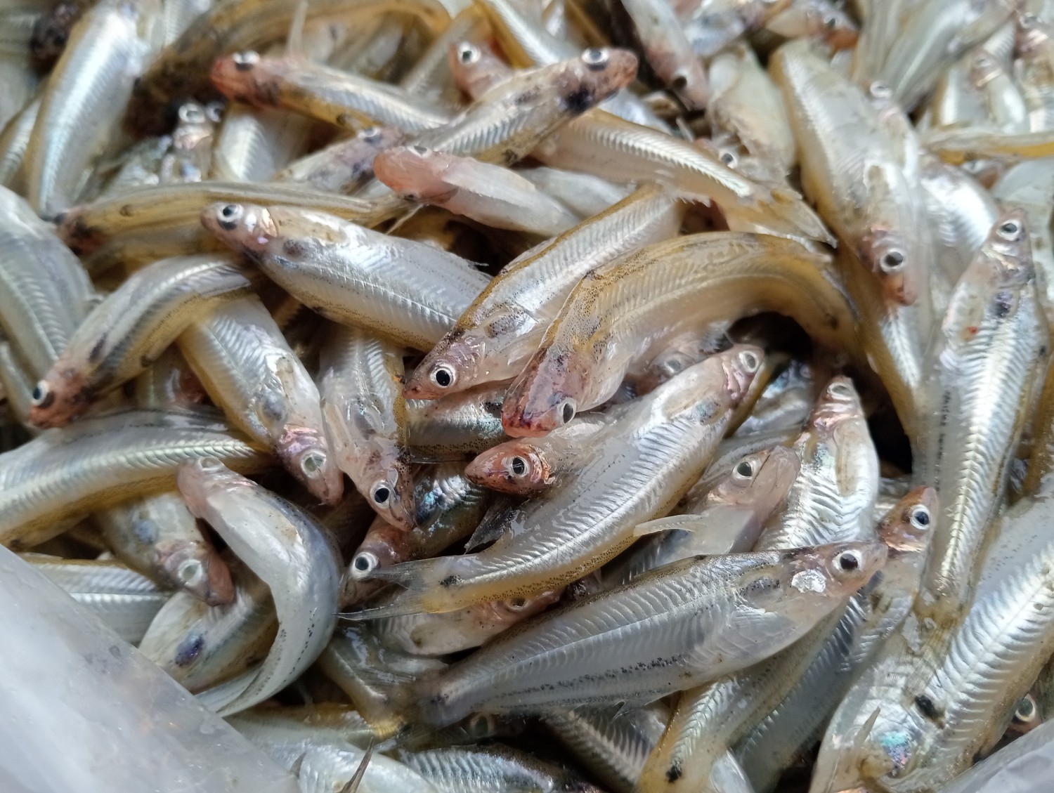 বাতাসী