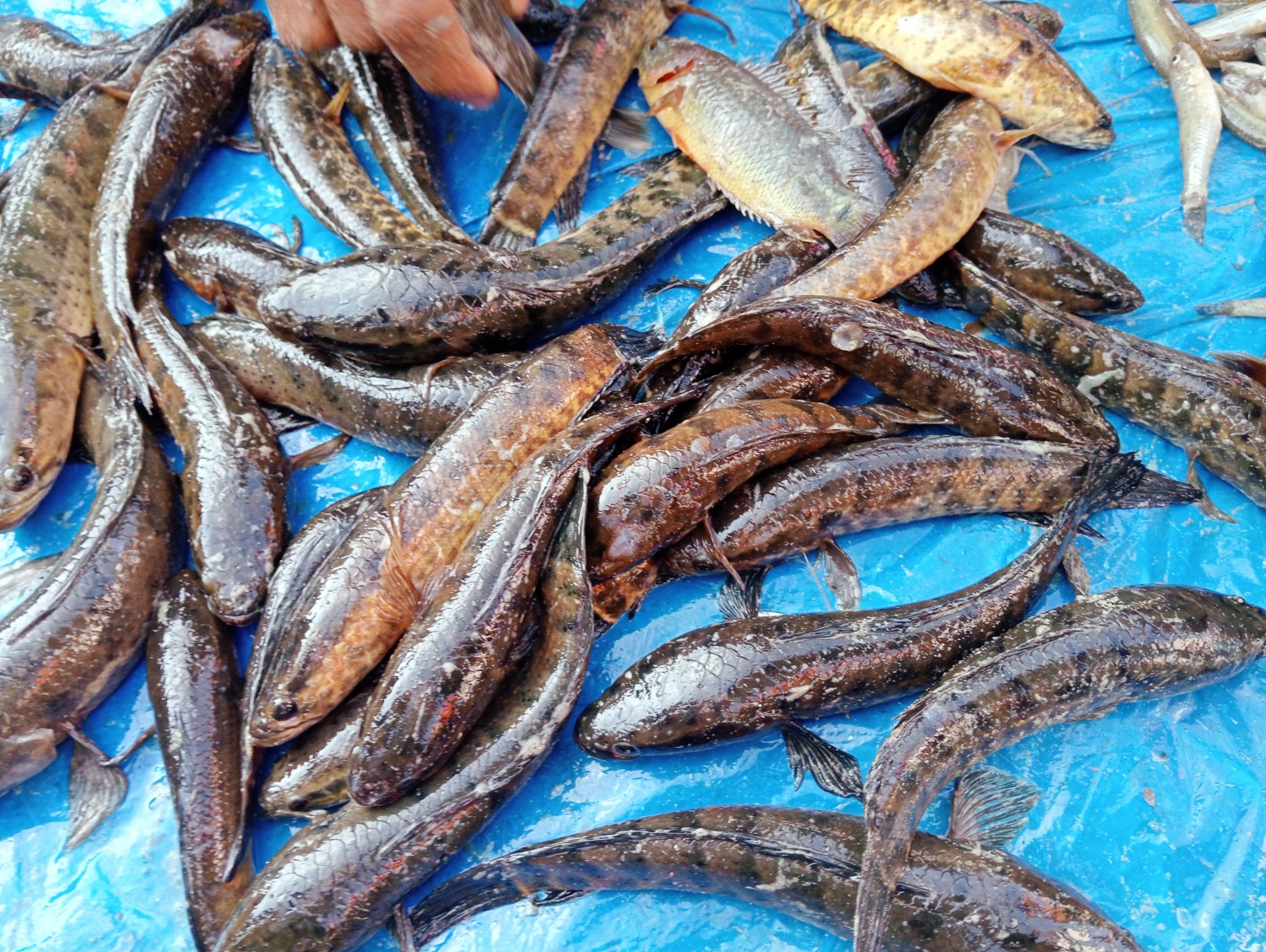 টাকি