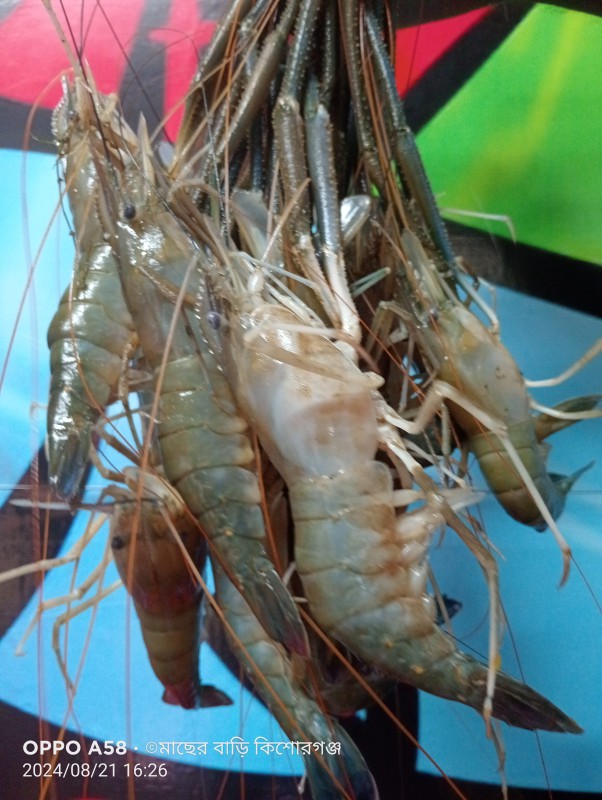 সারং চিংড়ি বড় সাইজ