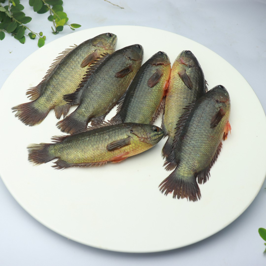 কই মাছ বড়