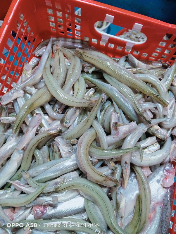কাকিলা