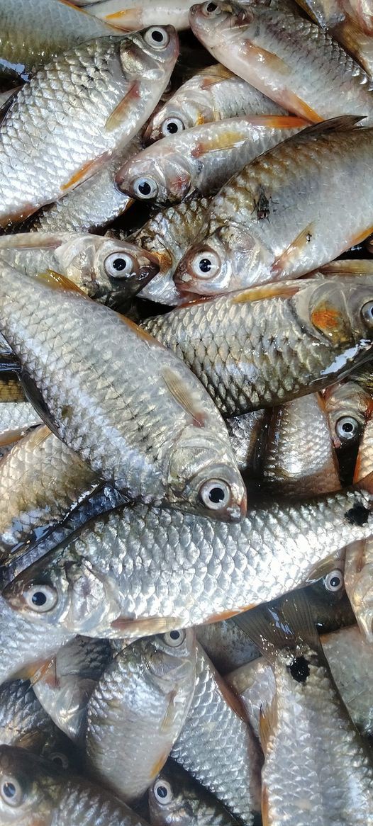 সরপুটি