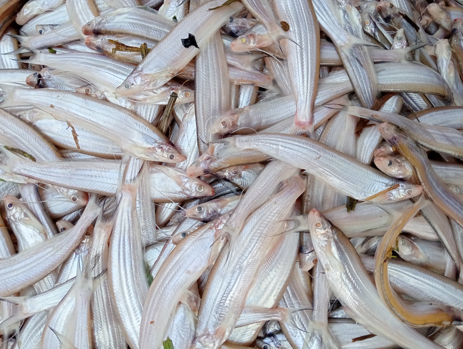 কাজলি মাছ