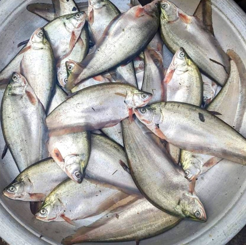 ফলি