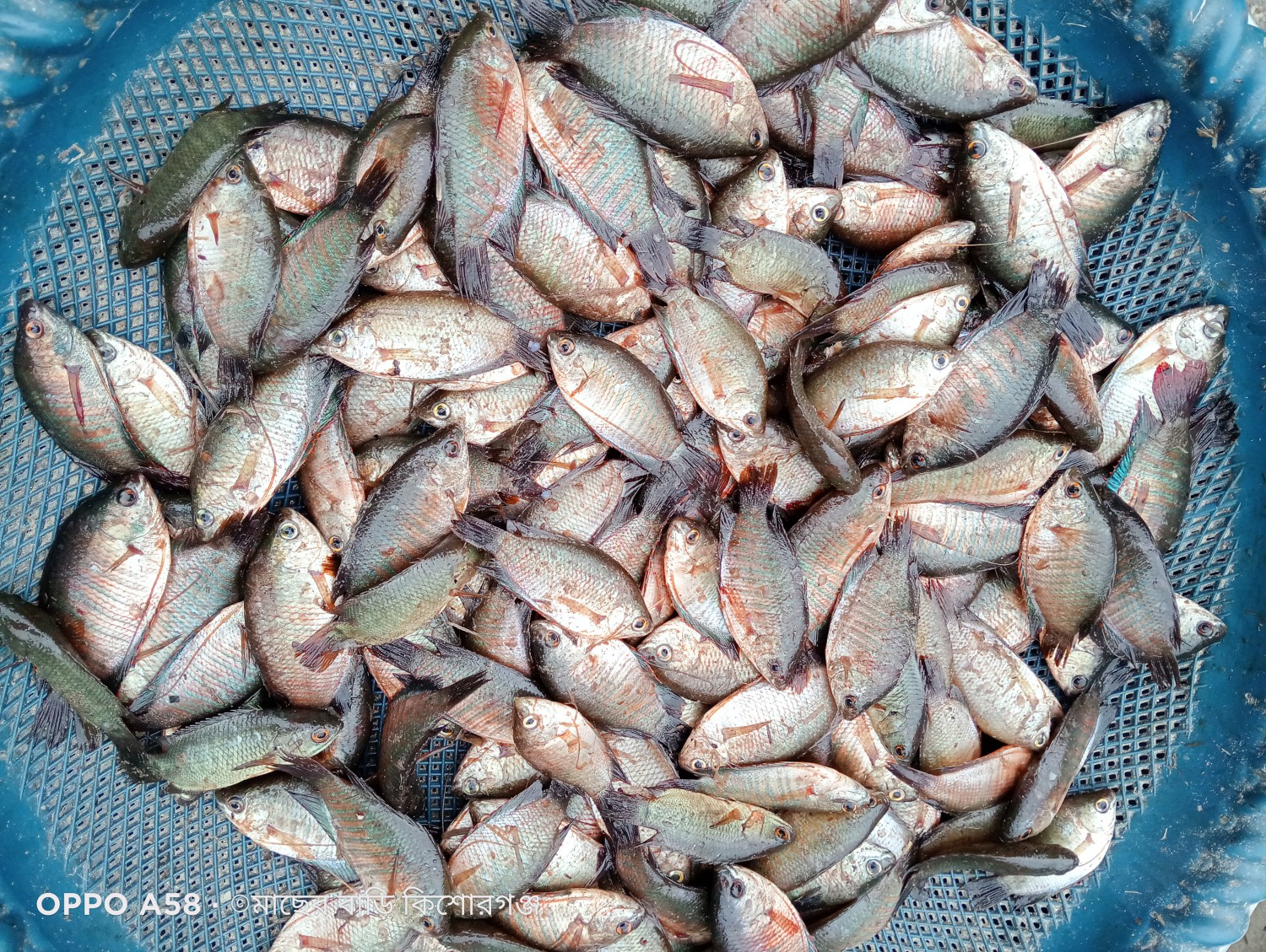 খইলশা