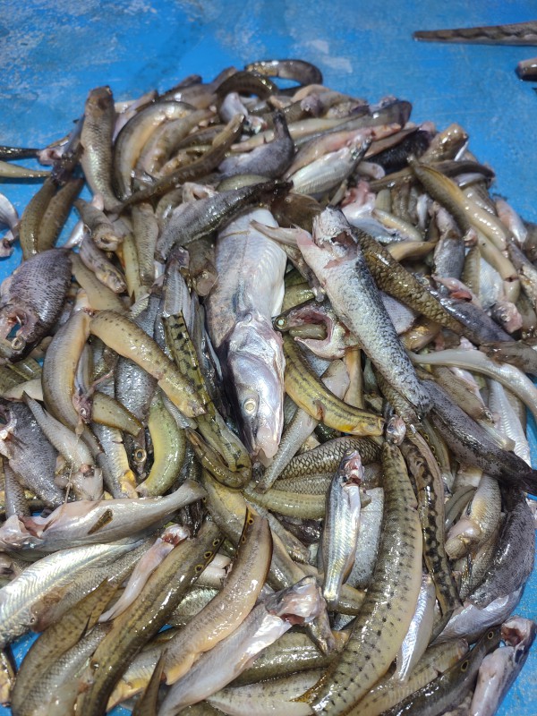 ছোট মিশালি