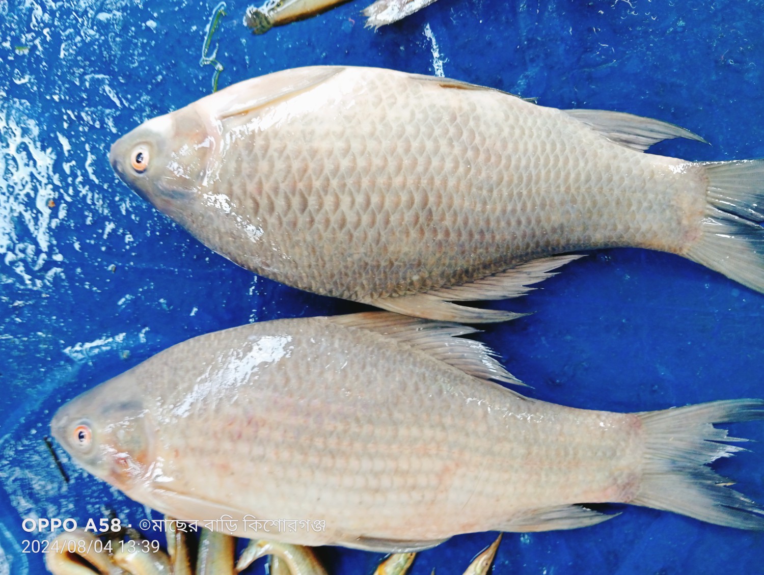 ছোট কালিবাউস