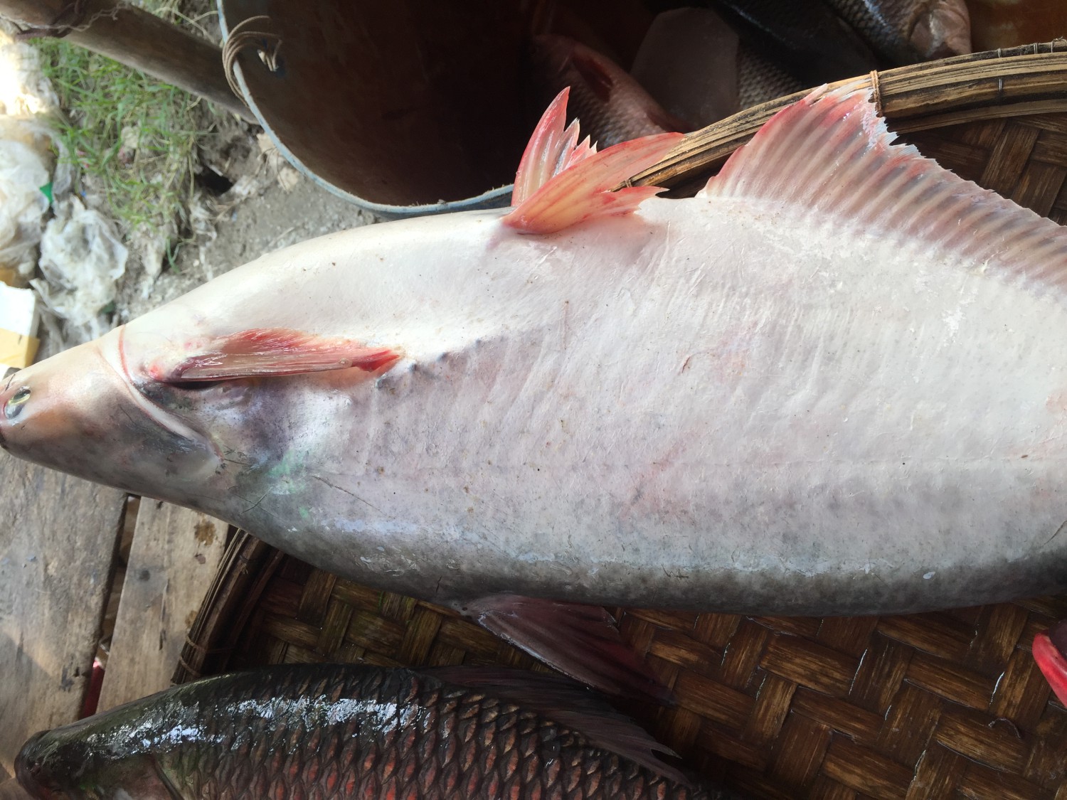 নদীর পাঙ্গাস মাছ