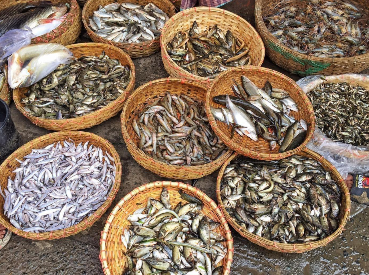 হাওর ও বিলের ছোট মাছ