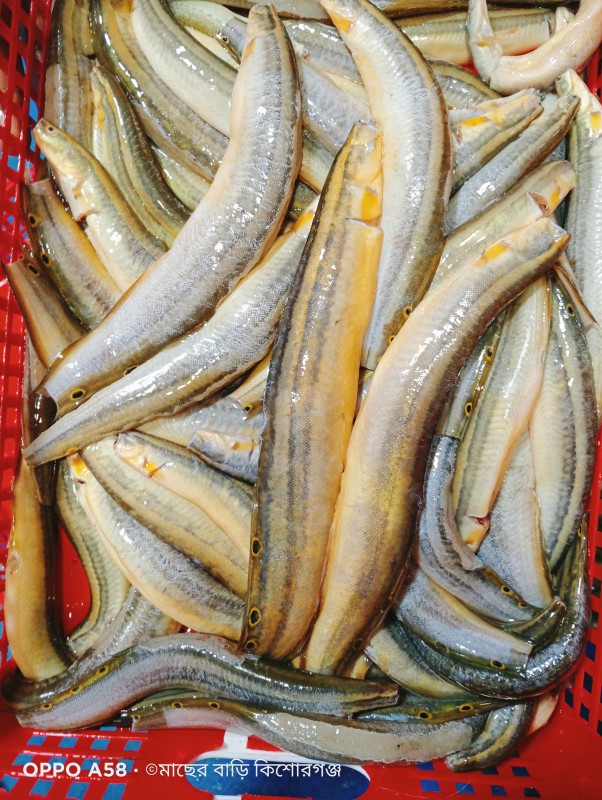 বাইম মাছ