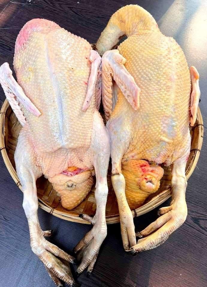 দেশি চিনা হাঁস